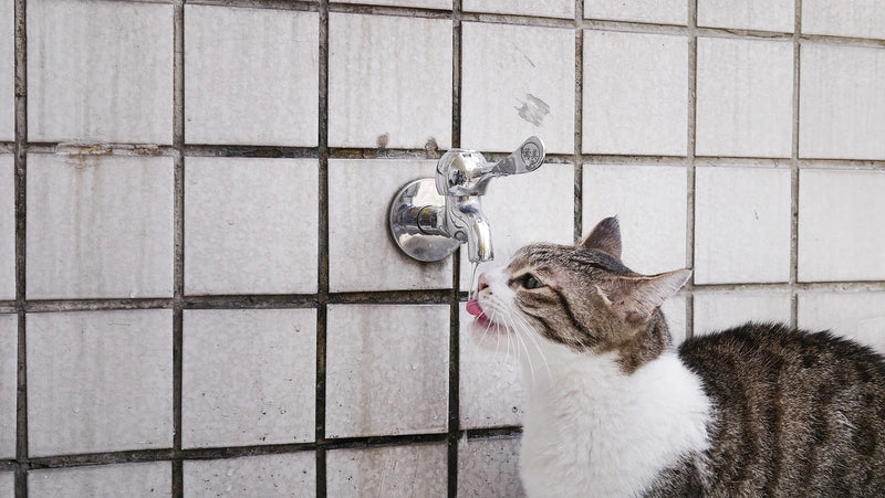 Ensuring Your Pets Stay Hydrated: Smart Solutions for Modern Pet Parents