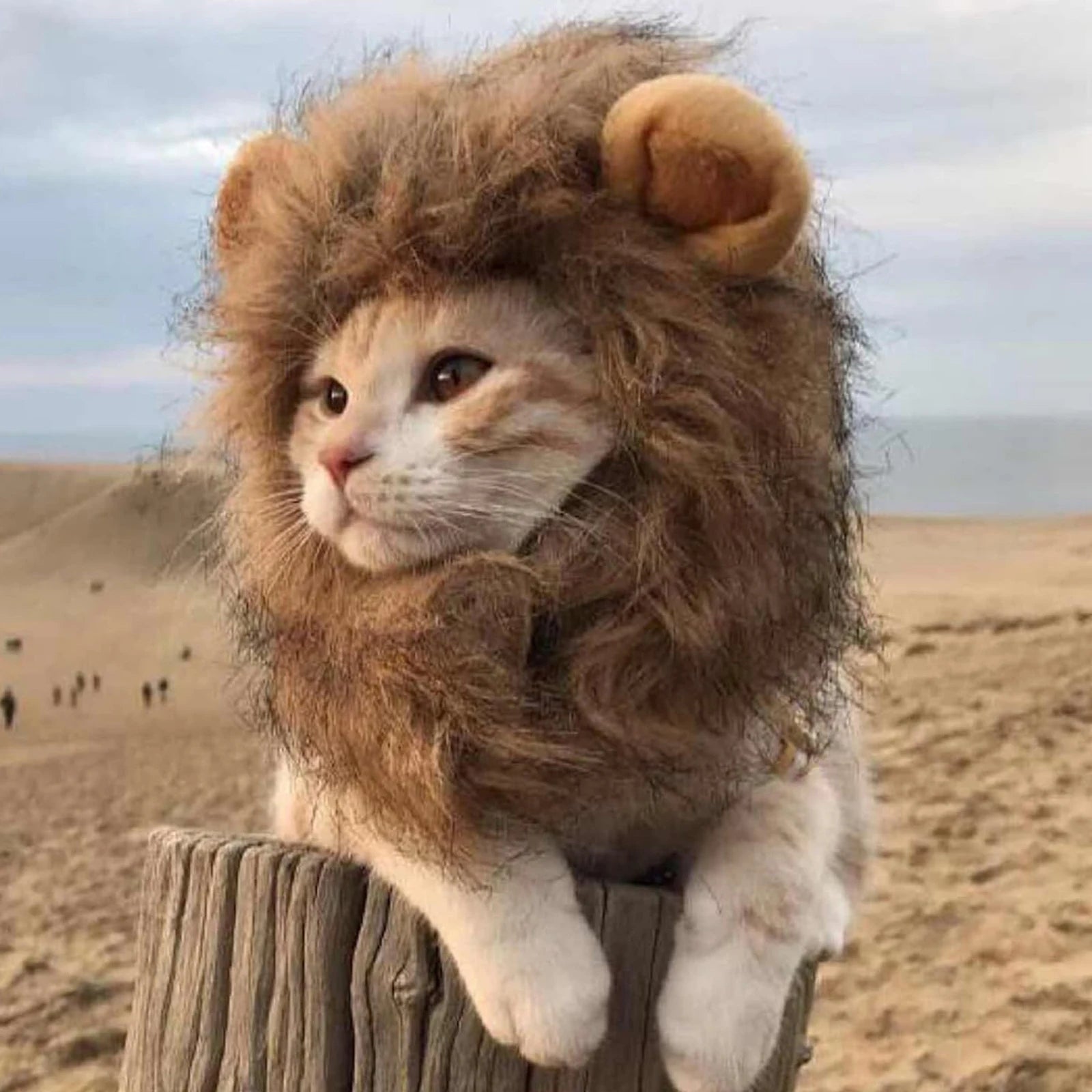 Lion Mane Cat Wig – Funny Cat Halloween Costume | Adjustable Pet Costume for Cats & Small Dogs, Cosplay & Party Outfit