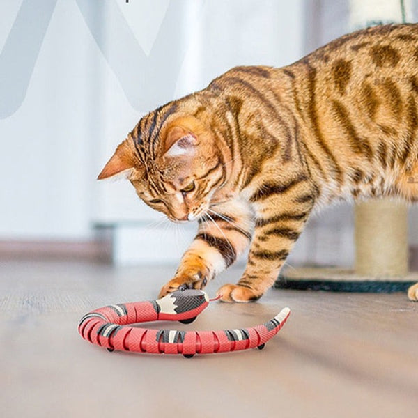 A brown and black striped cat is playing with a red toy snake on a wooden floor. The cat is shown pawing at the snake, which has black and yellow stripes and is designed for interactive fun.