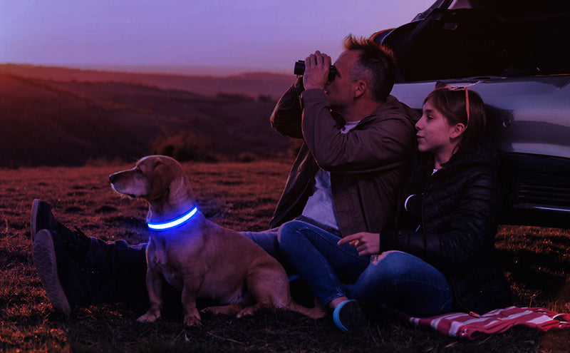 LED DOG COLLAR