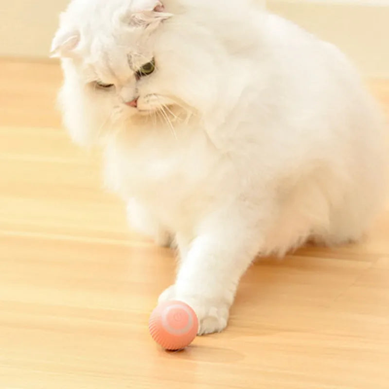 A white fluffy cat plays with a coral-colored automatic teaser ball on a wooden floor. The cat is engaged and curious, enjoying the interactive features of the toy